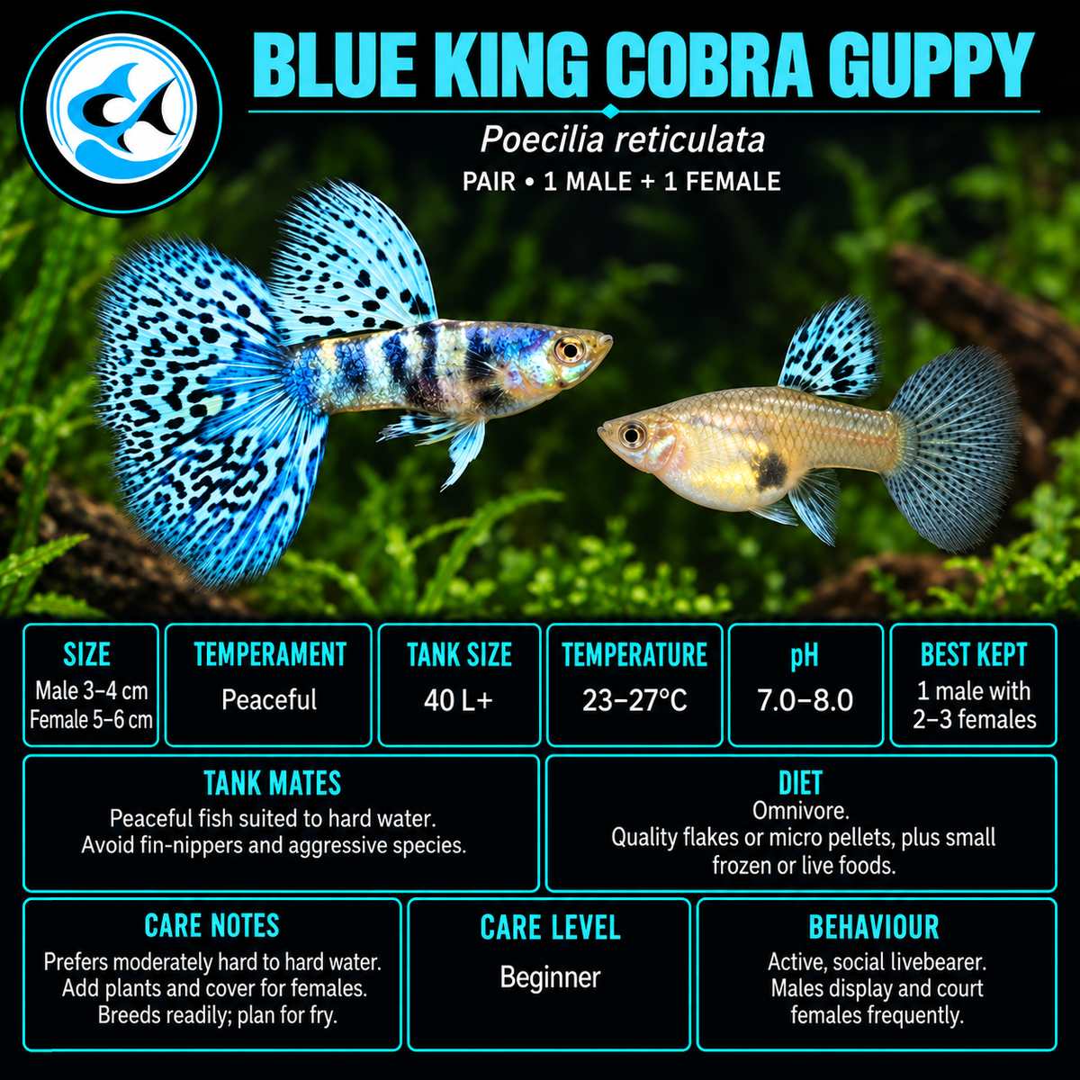 Guppy-Blue King Cobra Pair