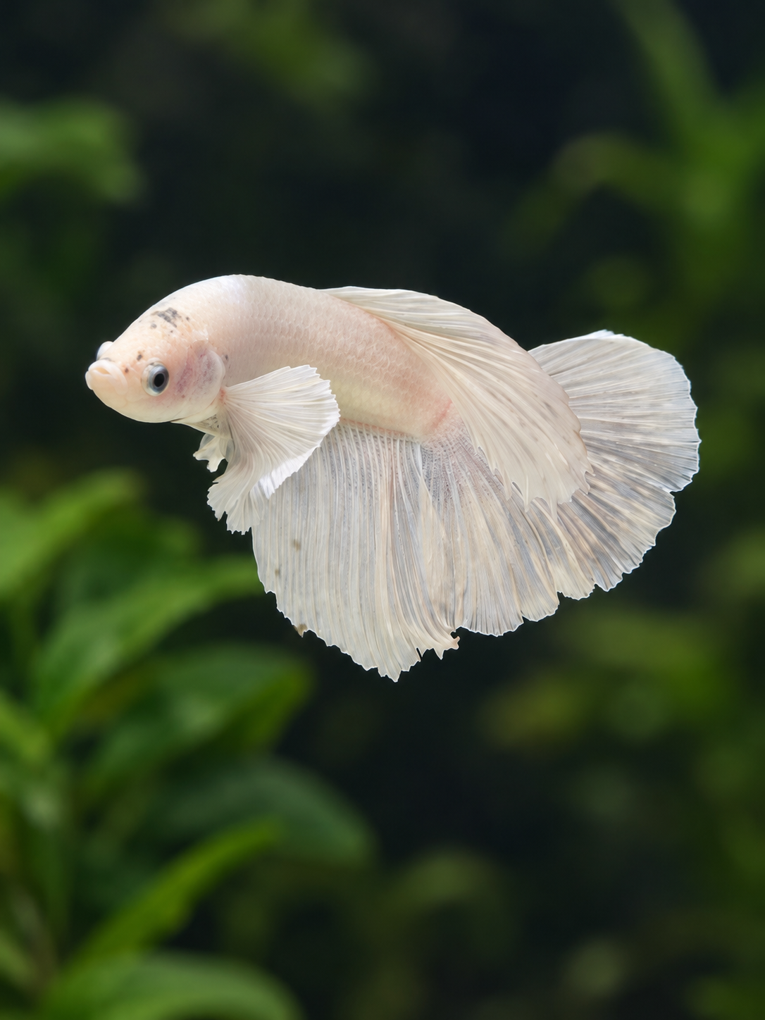 Betta Male- Platinum Dumbo