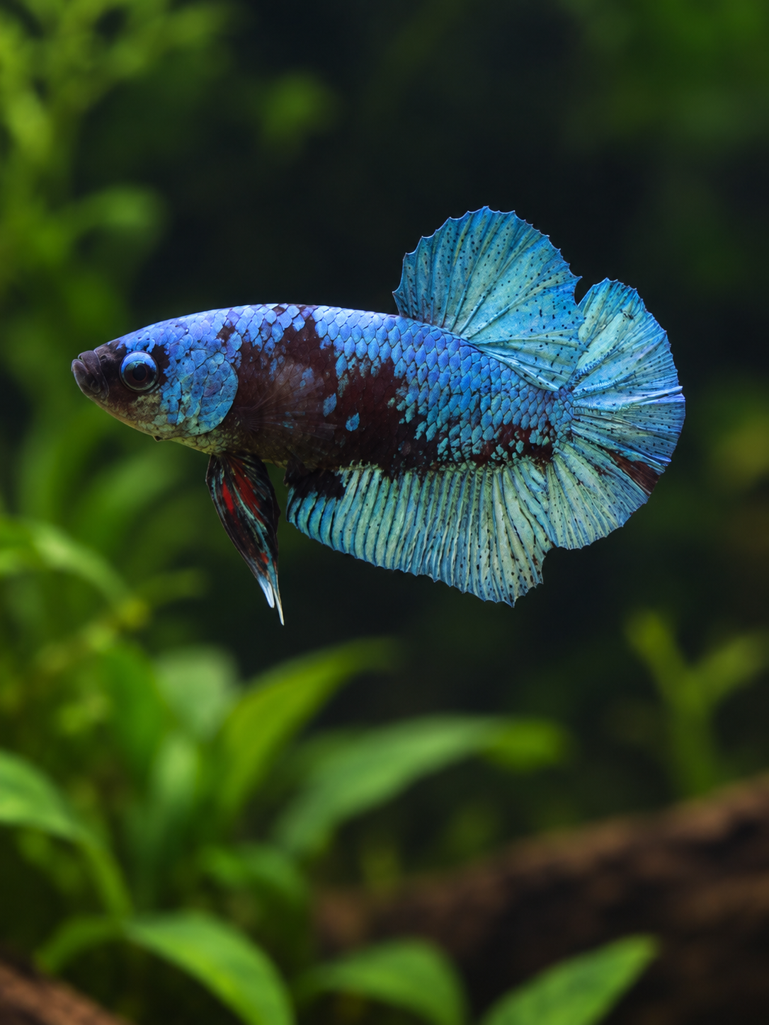 Betta-Avatar Plakat-A Grade