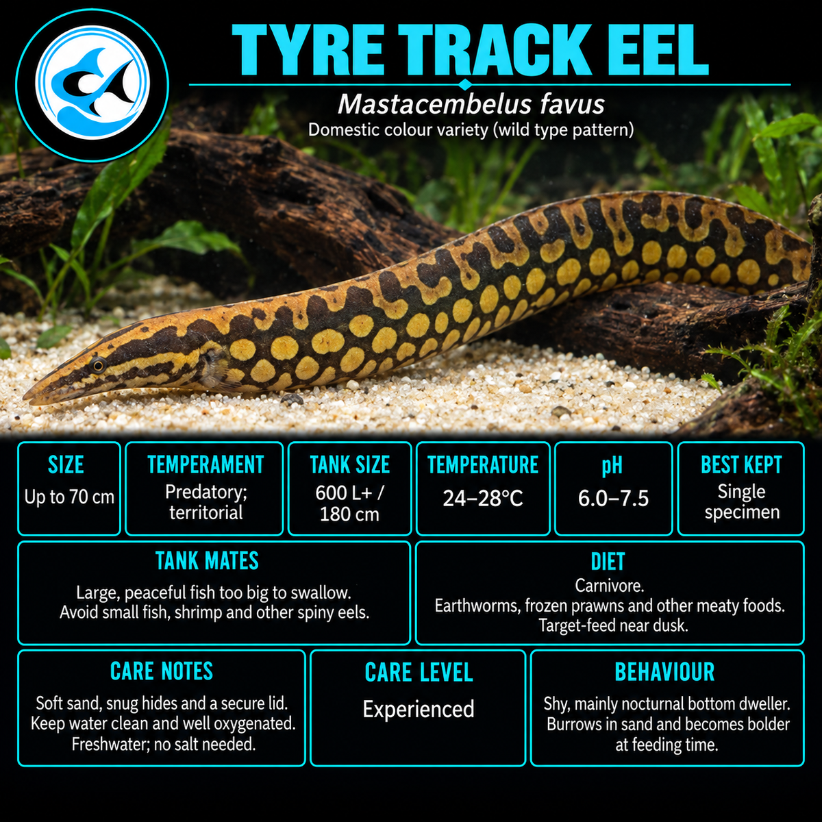 Tyre Track Eel (100-130mm)