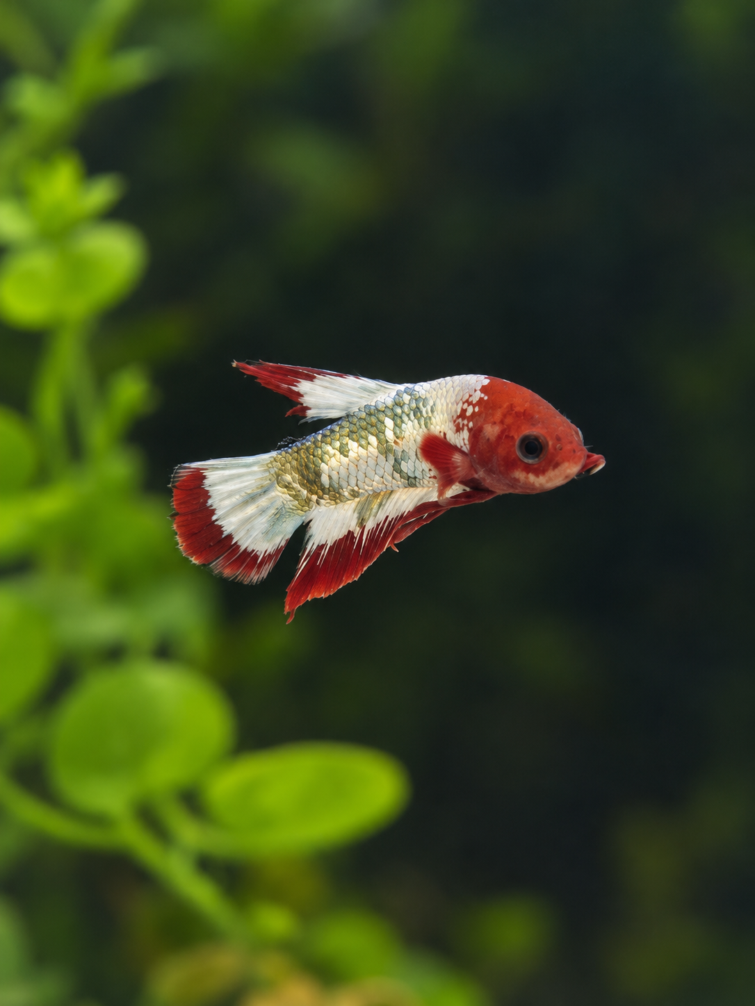 Betta Male-Red Hellboy