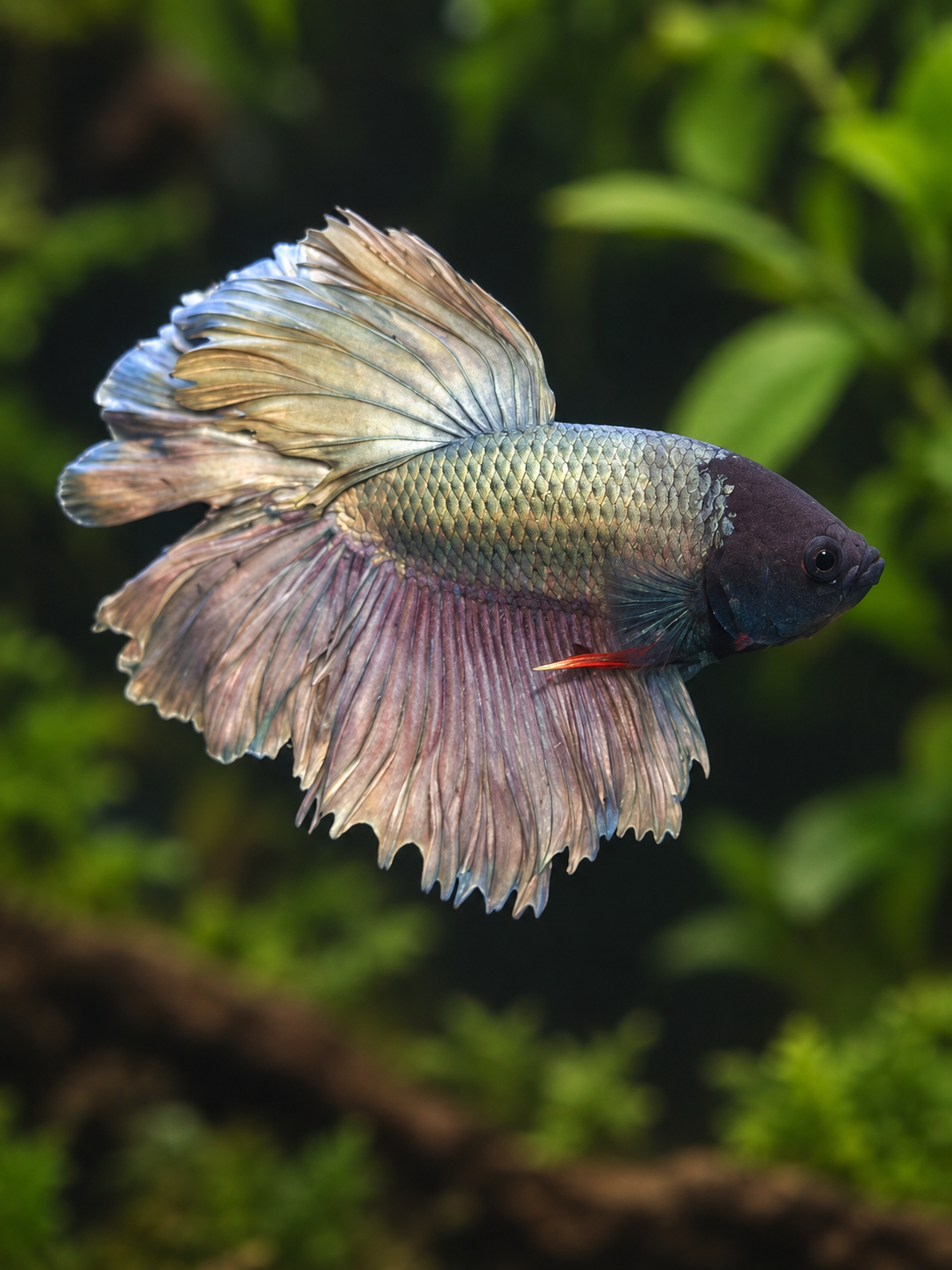 Betta-Halfmoon King (Half-Giant)
