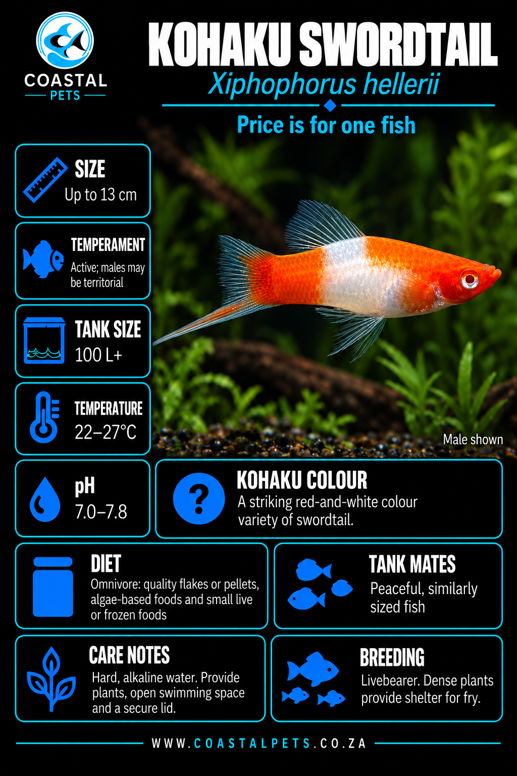 Swordtail-Kohaku