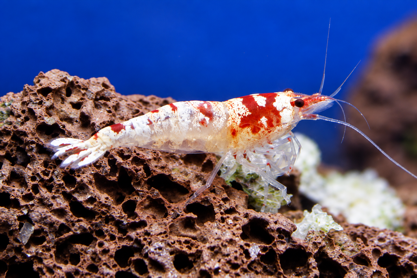 Shrimp-Mosura (Low Grade)