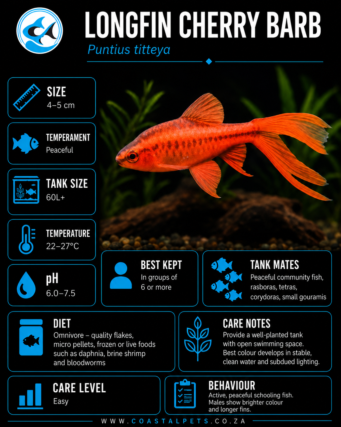 Barb-Longfin Cherry