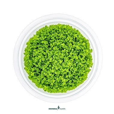 Dennerle Hemianthus Callitrichoides 'CUBA'