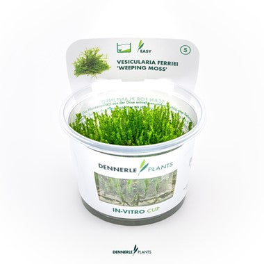 Dennerle Vesicularia ferriei 'Weeping Moss'