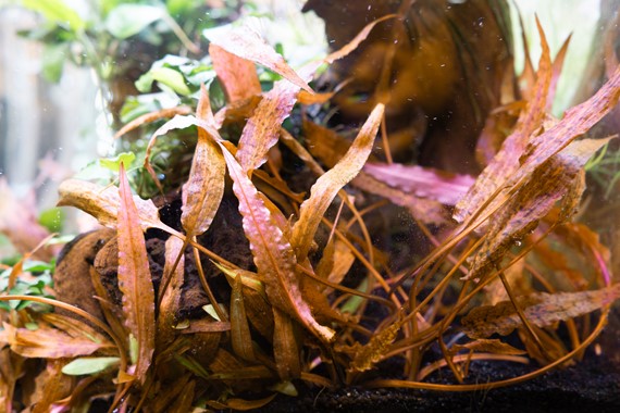Dennerle Cryptocoryne affinis ' Dark Orange'