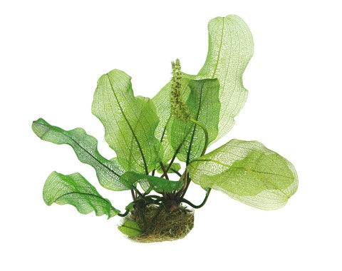 Dennerle Aponogeton madagascariensis (Bulb with shoots)
