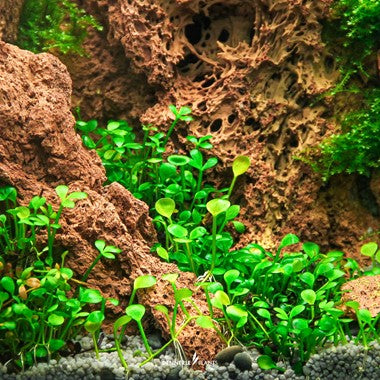 Dennerle Marsilea Hirsuta