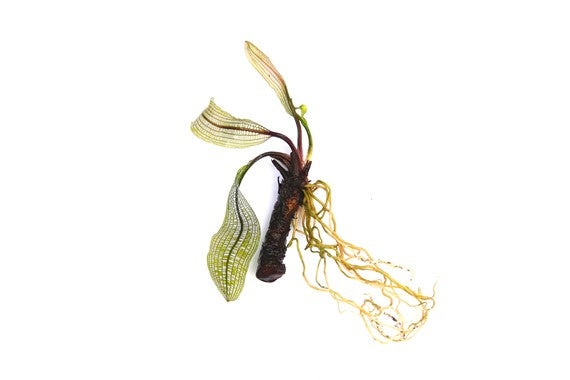 Dennerle Aponogeton madagascariensis (Bulb with shoots)