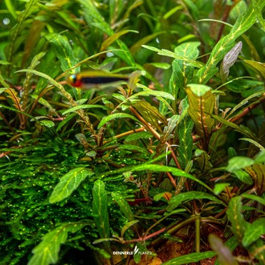 Dennerle Hygrophila Pinnatifida