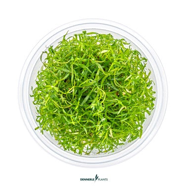 Dennerle Ludwigia arcuata