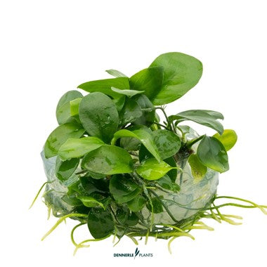 Dennerle Anubias Barteri 'NANA'
