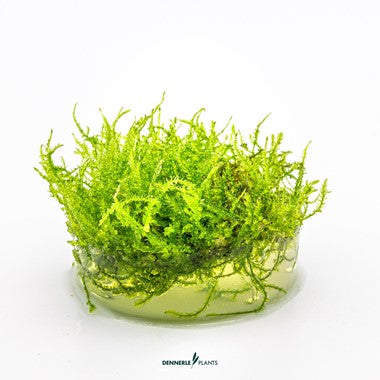 Dennerle Vesicularia montagnei 'Christmas moss'