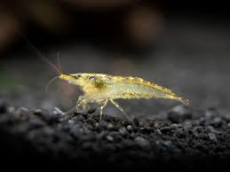 Feeder Shrimp