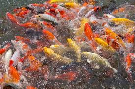 Koi(Commercial Grade