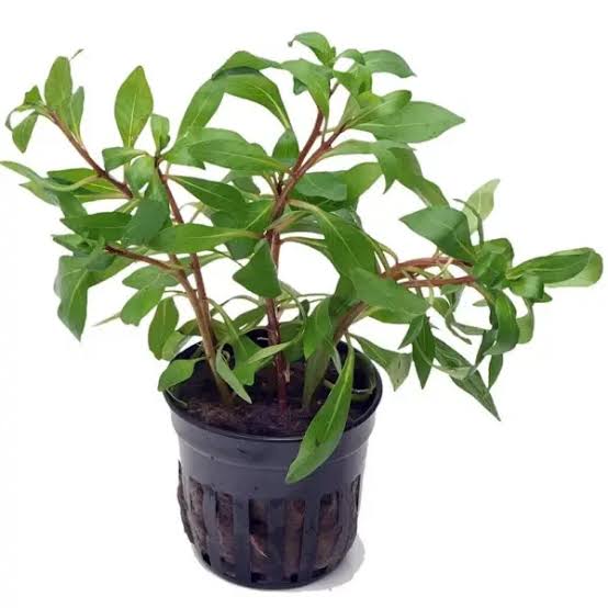 Ludwigia - Local