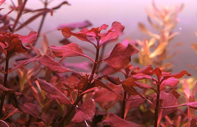 Kaizer Aquatics Ludwigia Super Red