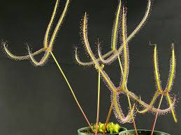 Sun Dew (Drosera Binata)