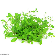 Glossostigma Elatinoides- Local