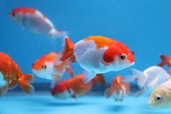 Ranchu-Red & White (70-80mm)