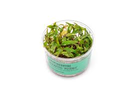 UNS Cryptocoryne Beckettii in-Vitro