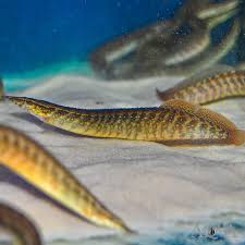 Eel-Spiny (100mm)