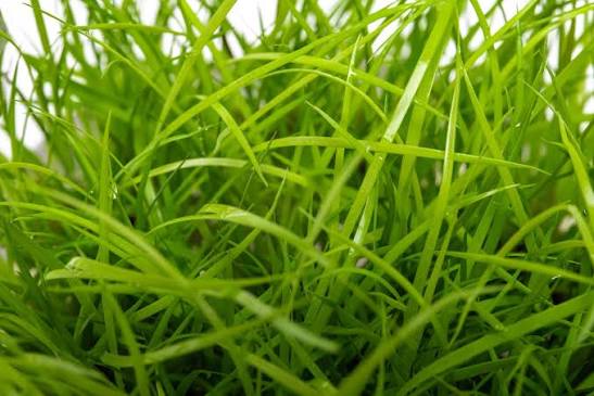 UNS Juncus Repens in-Vitro