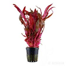 Kaiser Aquatics Alternanthera Reinecki mini