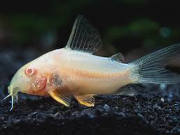 Corydoras-Albino