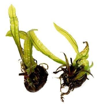 Stoffel Aponogeton boivinianus