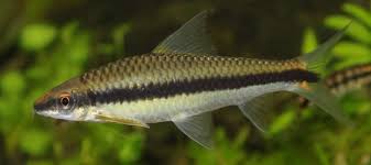 Siamese Algae Eater (60-80mm)