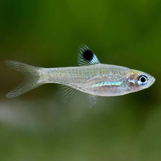 Rasbora-Emerald Eye