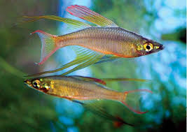 Rainbowfish-Threadfin