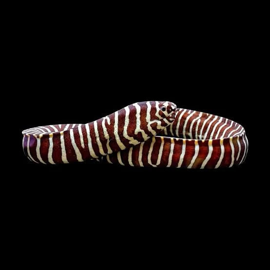 Zebra Eel 55-65cm