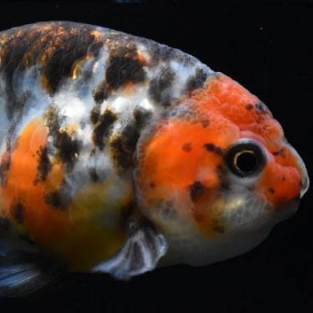 Ranchu-Calico(60-70mm)