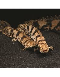 Polypterus-Endlicheri (50mm)