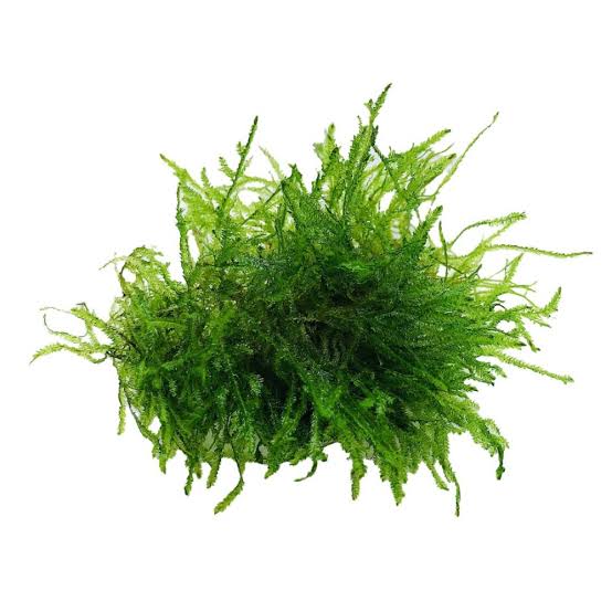 Java Moss 250G