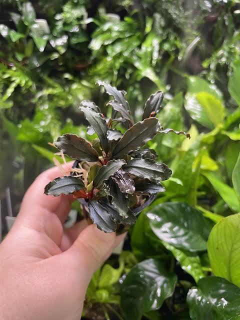 Bucephalandra Pot Brownie