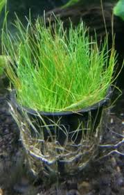 Eleocharis Acicularis (Hairgrass)