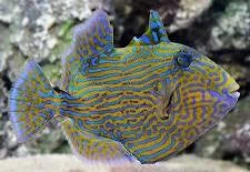 Fuscus Trigger