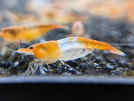 Shrimp-Orange Rilli