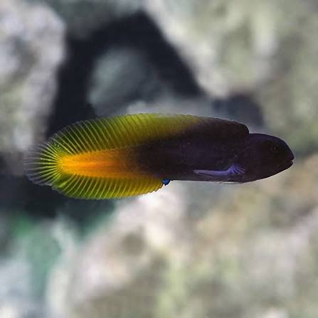 Flametail blenny