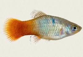 Platy-Malibu Sunset