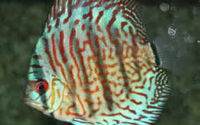 Discus-Red Turquoise (75-85mm)