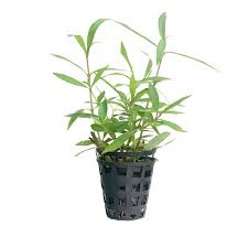 Kaiser Aquatics Hygrophila Lancea sp. Araguaia