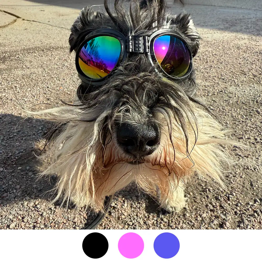 Dog Sport Glasses ( Free Size )