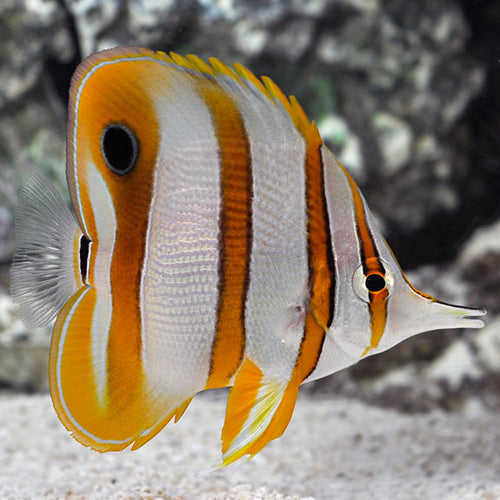 Copperband Butterflyfish 60mm+-