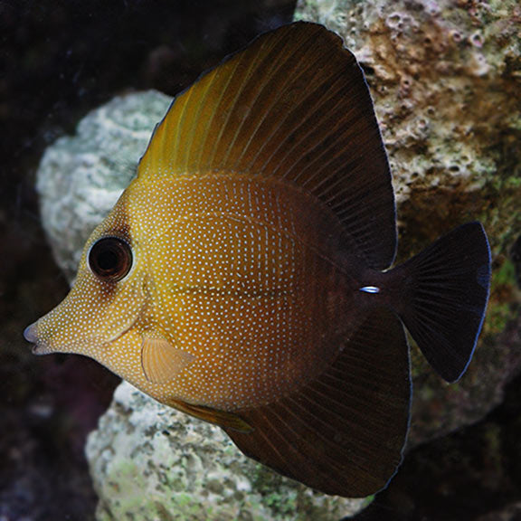 Scopas Tang 70-80mm